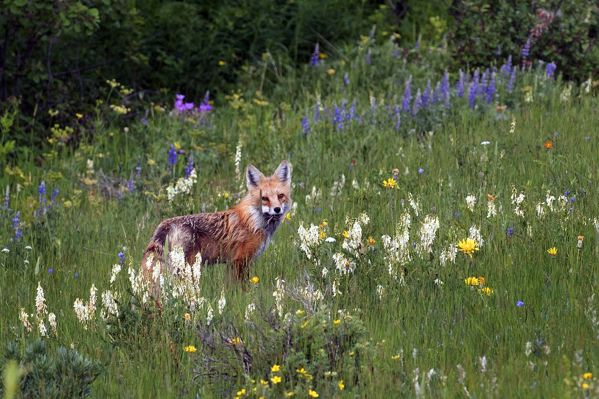 A red fox grabs her breakfast.