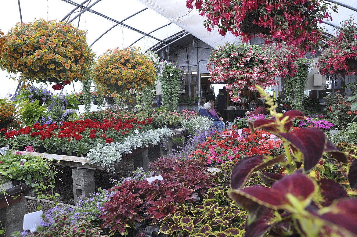 THE SOUTH SHORE Greenhouse hosted supporters of local author Milana Marsenich last week for a book signing of her second novel, &quot;The Swan Keeper.&quot; (Ashley Fox/Lake County Leader)