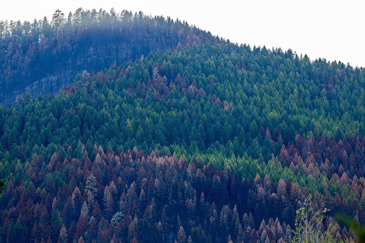Dead and dying trees, burned in the West Fork fire, dot the landscape in this photo from Oct. 2, 2017. (John Blodgett/The Western News file photo)