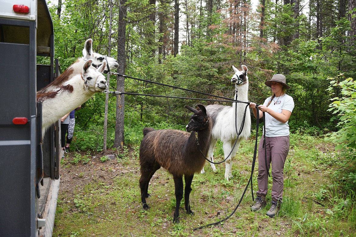 Tucker Deady, a guide with Swan Mountain Outfitters, leads llamas out of a trailer at the Bond Creek Trail No. 21 trailhead in Flathead National Forest on Thursday, June 21. (Casey Kreider/Daily Inter Lake)