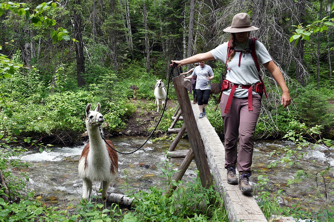 Tucker Deady, a guide with Swan Mountain Outfitters, leads a llama across Bond Creek during a llama trek along Bond Creek Trail No. 21 in Flathead National Forest on Thursday, June 21. (Casey Kreider/Daily Inter Lake)