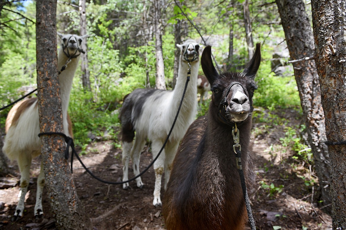 Llamas are tied to trees while hikers enjoy the waterfall off Bond Creek Trail No. 21 in Flathead National Forest near Swan Lake on Thursday, June 21.