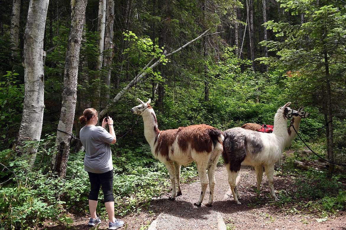 Wendy Armstrong, from Ohio, snaps a photo of the llamas after crossing Bond Creek on the Bond Creek Trail No. 21 in Flathead National Forest near Swan Lake on Thursday, June 21. (Casey Kreider/Daily Inter Lake)