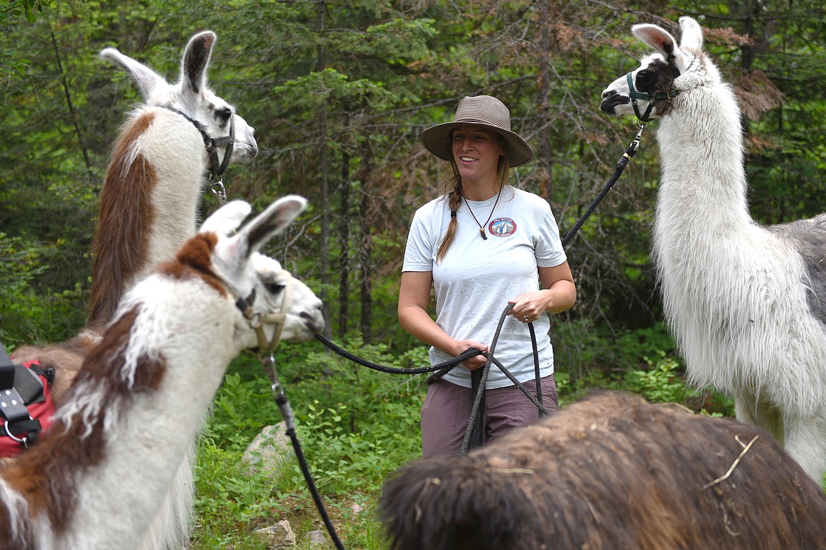 Tucker Deady, a guide with Swan Mountain Outfitters, gathers a group of llamas for a llama trek along Bond Creek Trail No. 21 in Flathead National Forest on Thursday, June 21. (Casey Kreider/Daily Inter Lake)