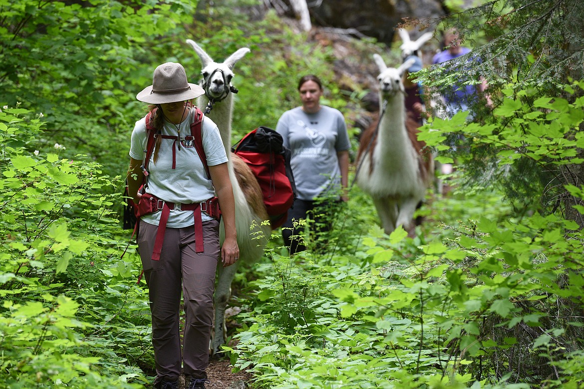 Tucker Deady, a guide with Swan Mountain Outfitters, leads a llama trek along Bond Creek Trail No. 21 in Flathead National Forest on Thursday, June 21. (Casey Kreider/Daily Inter Lake)