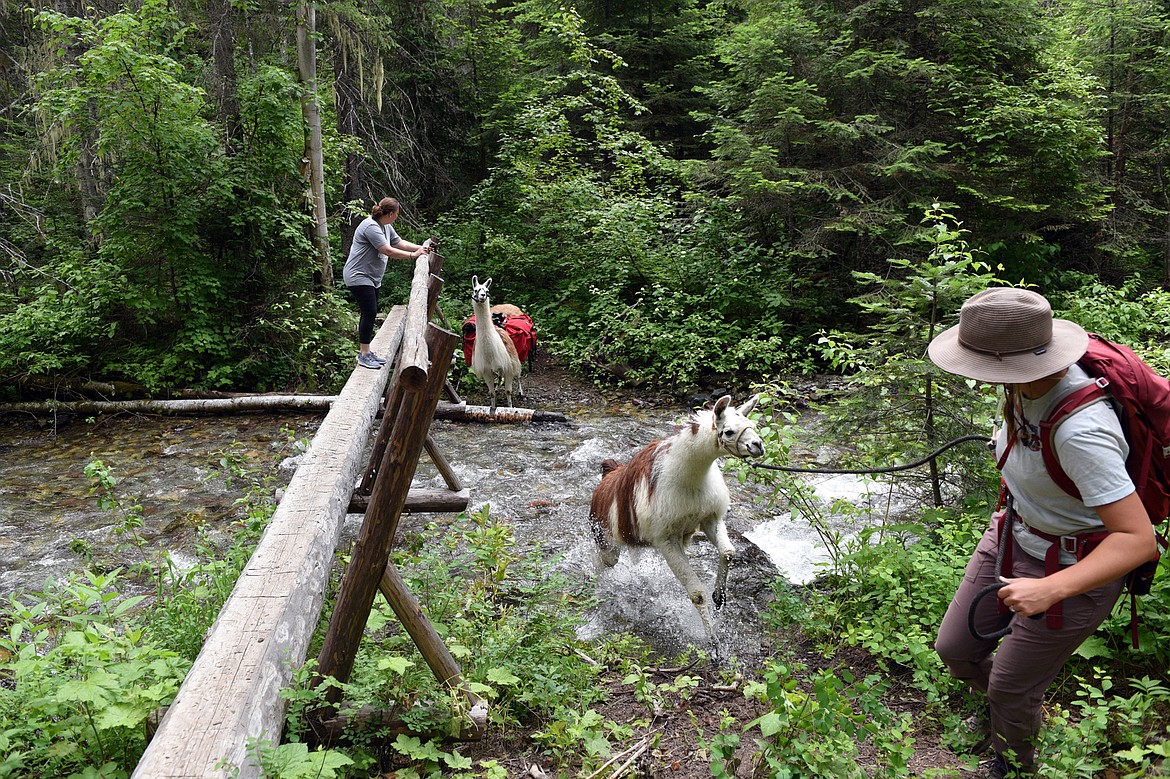 Tucker Deady, a guide with Swan Mountain Outfitters, leads a llama across Bond Creek during a llama trek along Bond Creek Trail No. 21 in Flathead National Forest on Thursday, June 21. (Casey Kreider/Daily Inter Lake)