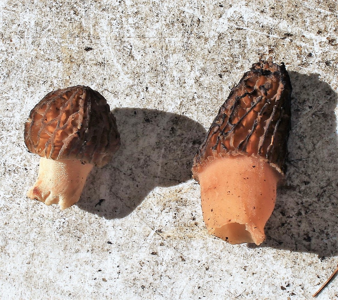 Conicas are a subspecies of the morel mushroom and crop up early in the spring followed by &#147;grays&#148; which appear later in the season.