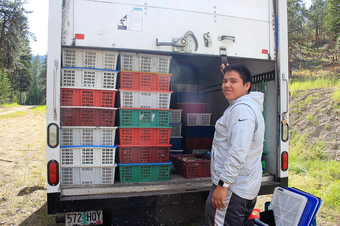 Timo Cruz (16) helps load mushrooms into the back of a refrigerated truck. His family buys morel mushrooms from pickers who are harvesting the burn area of the Sunrise wildfire.