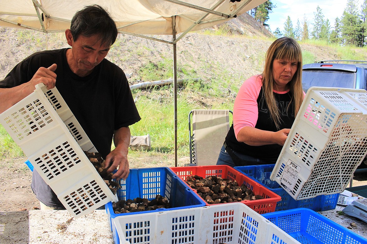 Mushroom buyers &#147;Q&#148; (left) and Jessica Cruz (right) sort through baskets of morel mushrooms brought to them from pickers to their stand on Quartz Road.