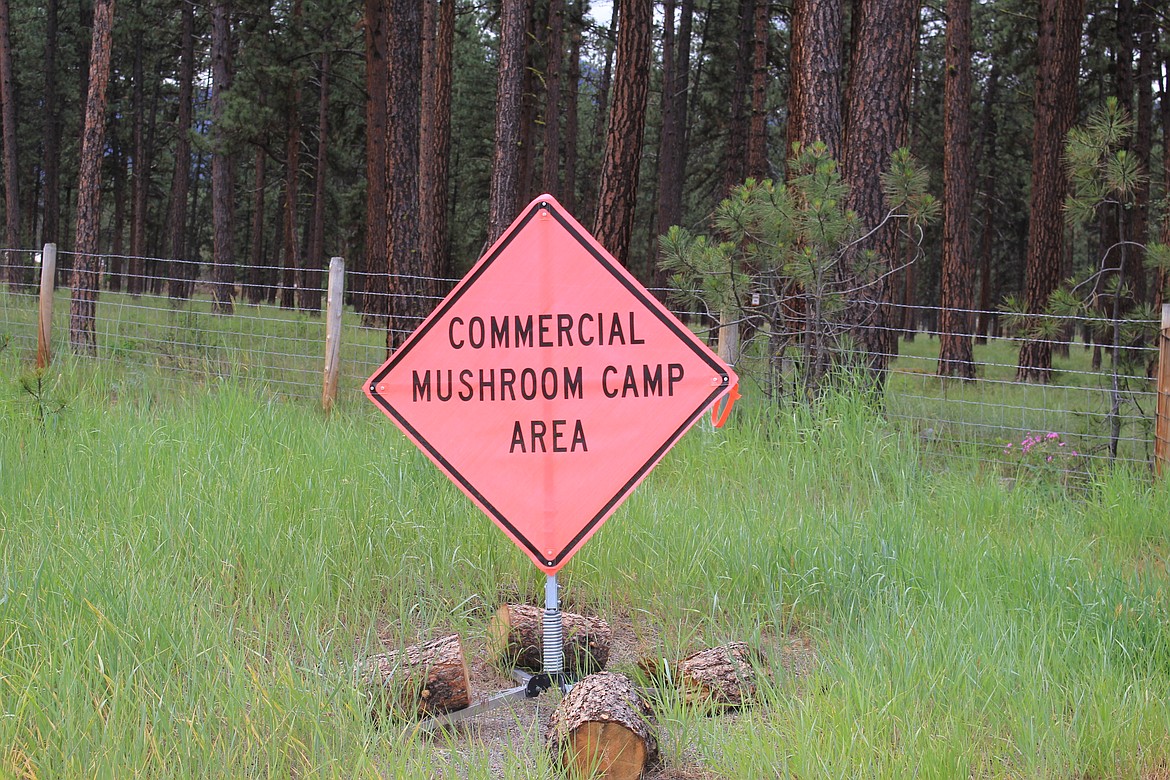 A commercial mushroom camp was set up at the Quartz campground located east of Superior. The area remains closed to the public until July 7, when the commercial season ends for morel mushrooms.