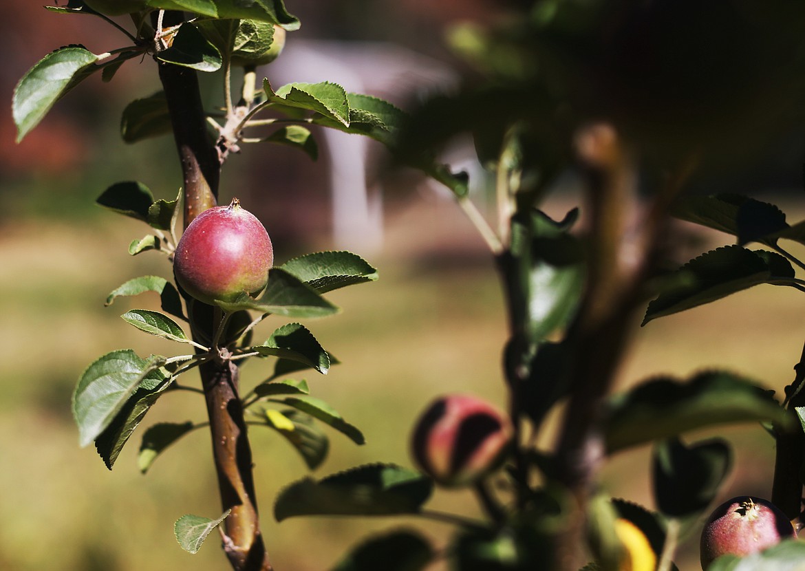 About 90 percent of the apples grown in the orchard are antique, meaning they are of an old variety, such as the Dabinette, Kingston, and Spitzenburg apple varieties. (LOREN BENOIT/Press)
