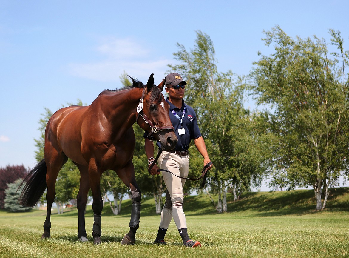 Kanyon Walker, 17, stops to brush his horse Durango on Tuesday prior to The Event at Rebecca Farm in Kalispell. (Mackenzie Reiss/Daily Inter Lake)