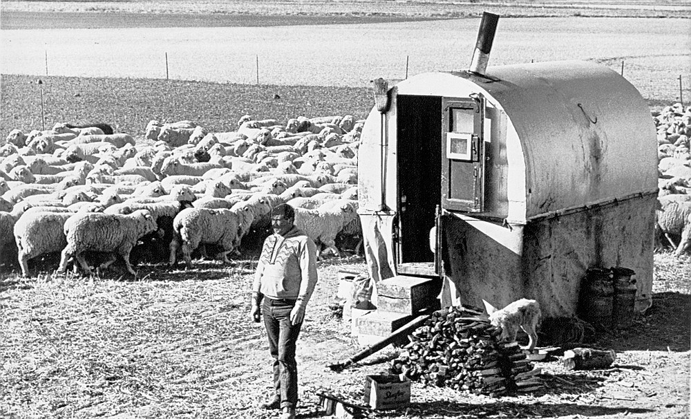 OREGON HISTORICAL SOCIETY
Basque sheepherders from Spain arrived in Idaho, Oregon and elsewhere and found themselves facing the dangers of range war violence.