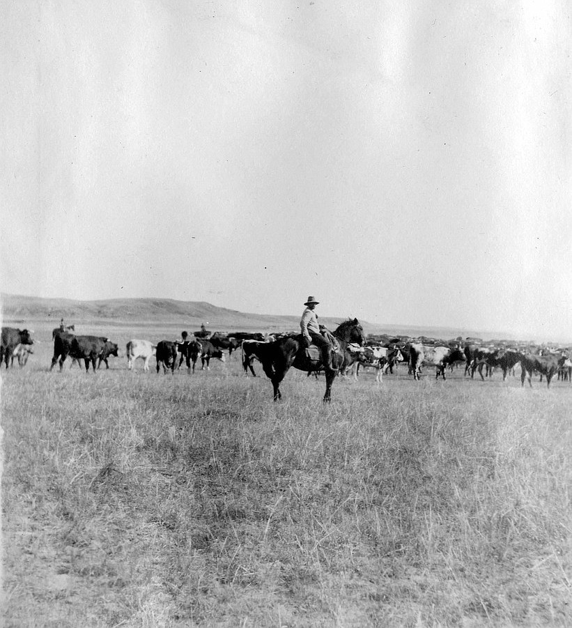 NATIONAL PARK SERVICE
Cattle grazing on open range.
