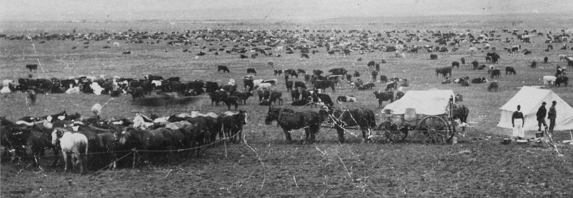 IZ RANCH
Open range cattle grazing on the IZ Ranch in Oregon in the old days.