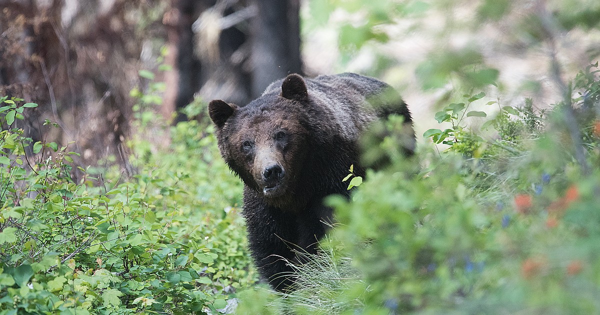 Feds plan to transfer grizzly bear management to states