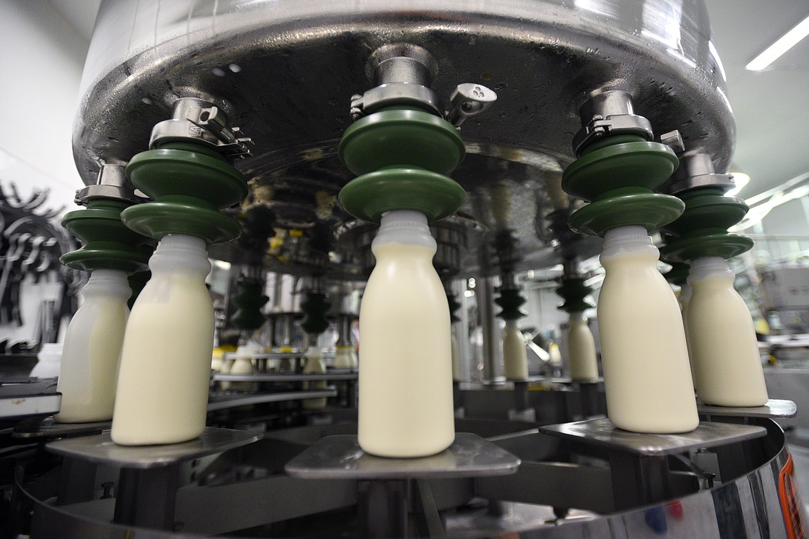 Pints of milk are filled on a production line at Kalispell Kreamery.