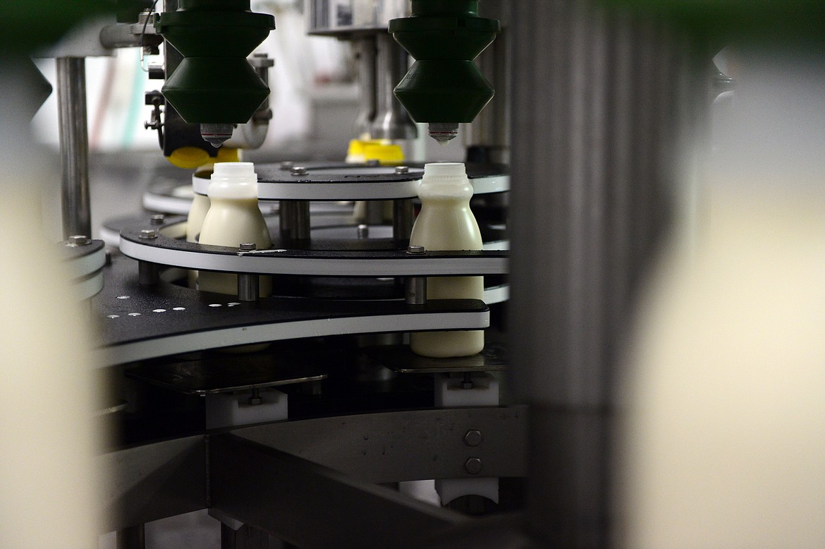 Pints of milk are filled on a production line at Kalispell Kreamery on Thursday, July 5. (Casey Kreider/Daily Inter Lake)