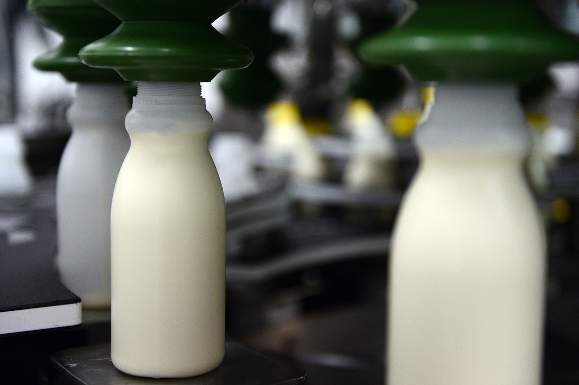 Pints of milk are filled on a production line at Kalispell Kreamery on Thursday, July 5. (Casey Kreider/Daily Inter Lake)