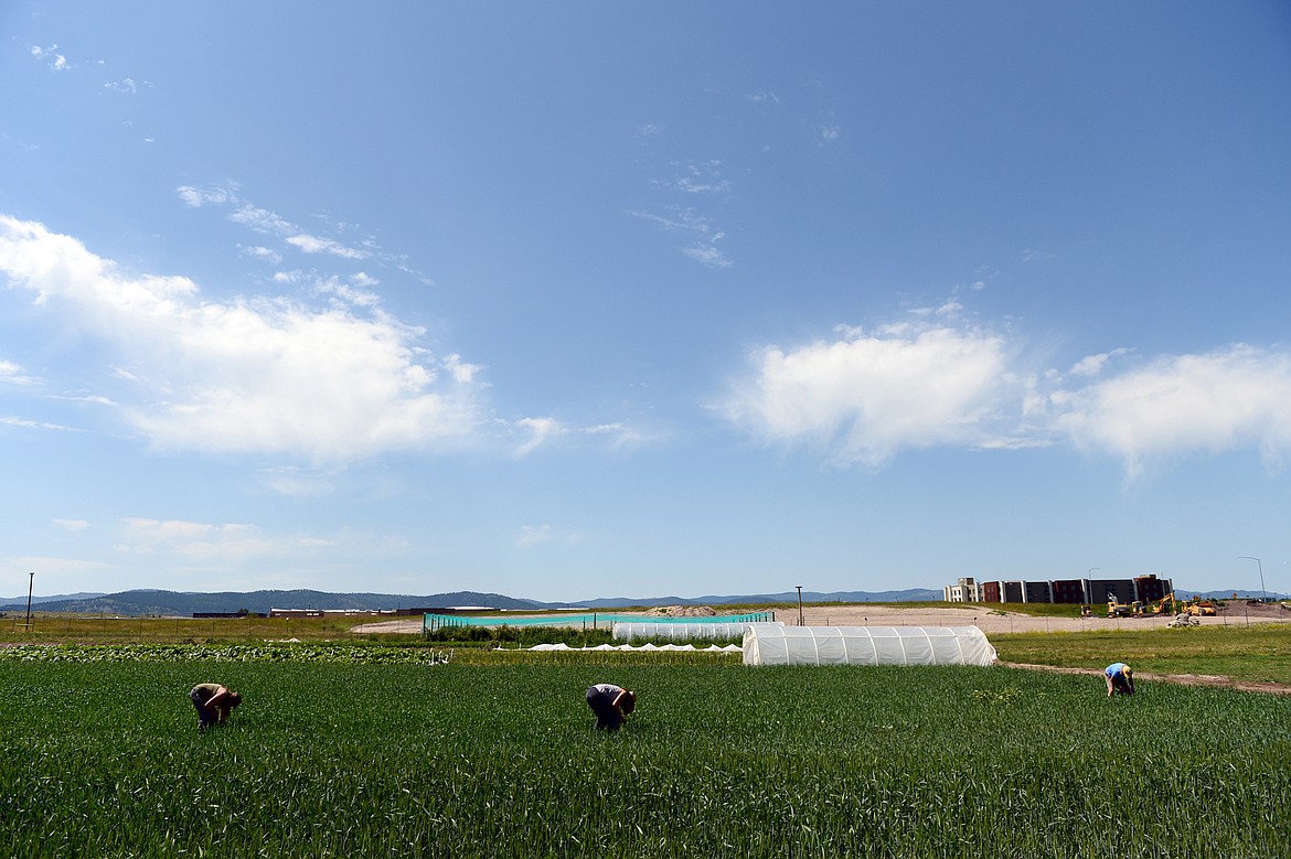 Farmhands and volunteers pull weeds at the FVCC farm on Thursday, July 5. (Casey Kreider/Daily Inter Lake)