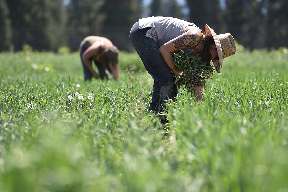 Farmhand Iree Wheeler, right, and her mother Numahka Swan, a volunteer, pull weeds on the FVCC farm.