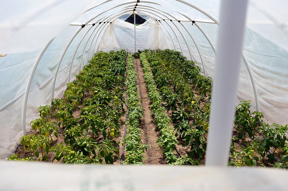 Peppers and basil are grown in a hoop house at the FVCC farm.