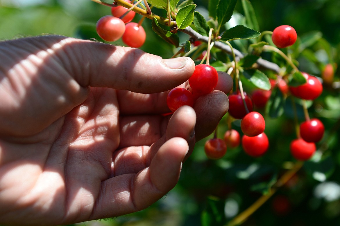 Farm manager Julian Cunningham picks sour cherries on the FVCC farm on Thursday, July 5.