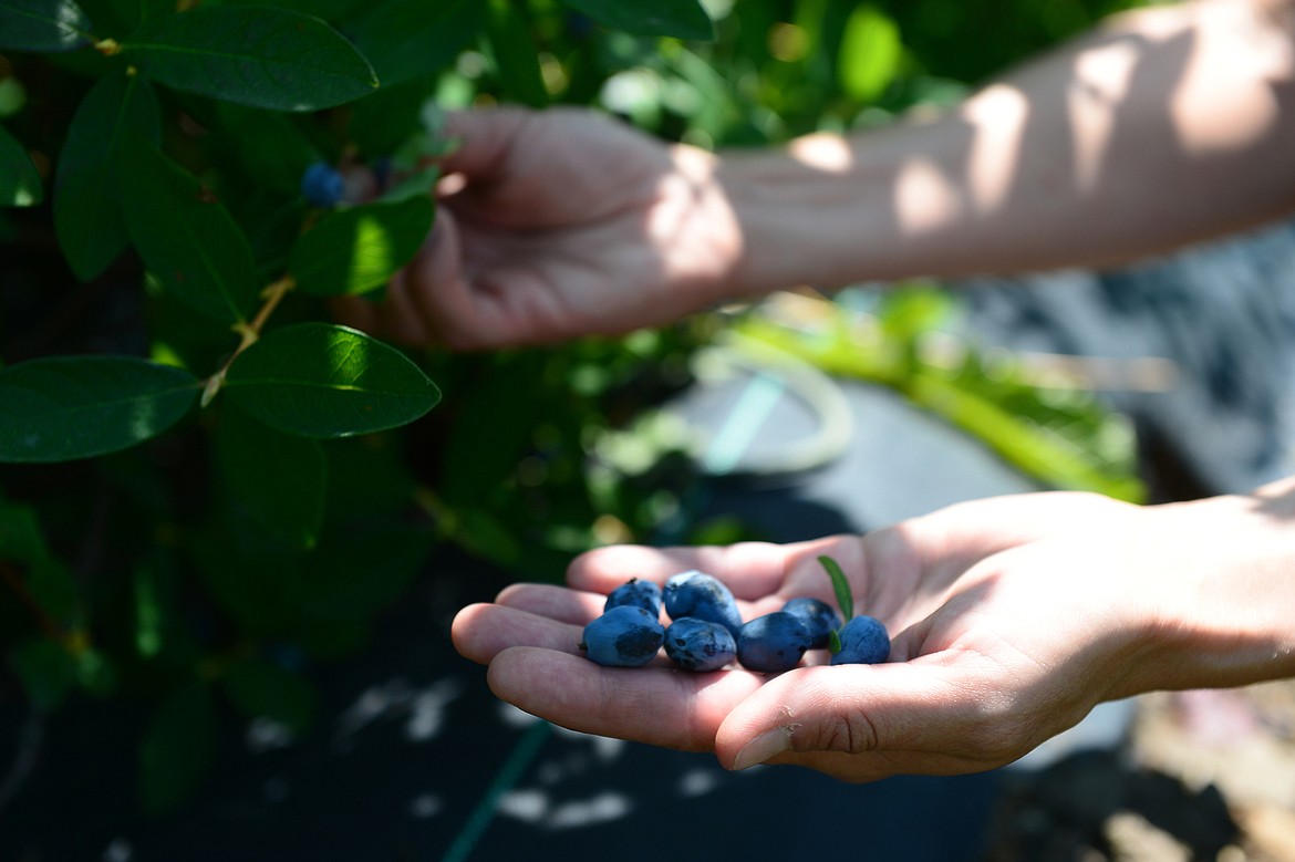 Heather Estrada, professor and director of the FVCC agriculture program, picks a few honeyberries on the FVCC farm on Thursday, July 5. (Casey Kreider/Daily Inter Lake)