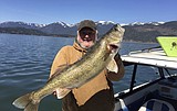 Trophy size walleye aren't making a splash in Lake Pend Oreille