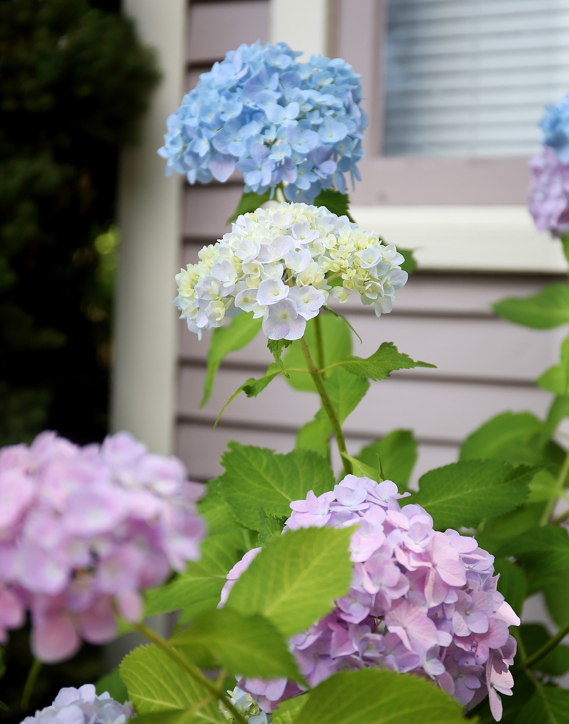 Since purchasing the home in 2005, Susan and Will Beglingers have surrounded their house with visually and olfactory-pleasing shrubs, berries, flowers and and plants, like this hydrangea plant. (LOREN BENOIT/Press)