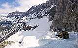 Griz falls onto Glacier Park's Sun Road, has to be euthanized