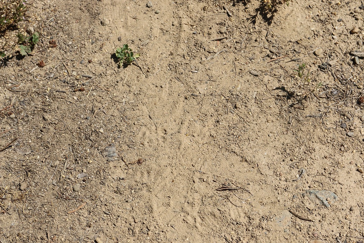 Photo by MANDI BATEMAN
Even while hiking in the hot weather, the SAR volunteers were able to spot a subtle clue like this footprint, which they checked for size and type of footwear.