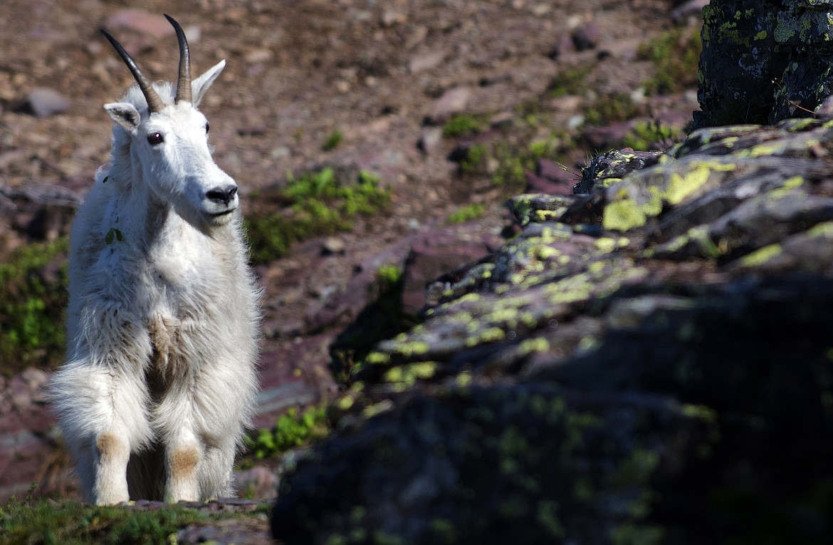 The large crowds on the Hidden Lake Trail did not scare away this mountain goat. (Jeremy Weber photo)