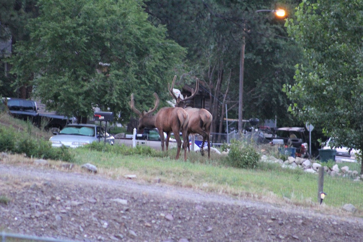 Two large bull elk made their way down Railroad Avenue in Alberton early Saturday morning as residents slept. The sun just started to peek over the mountains as they wandered through town and munched on some grass before disappearing in between houses and back up the hill north of town. (Kathleen Woodford photos/Mineral Independent)