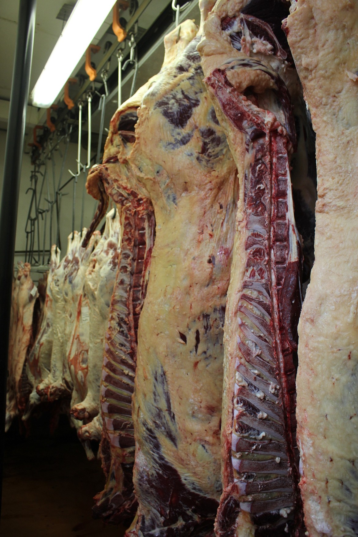 Beef, pork and sheep hang in the coolers for processing. Jerry Stroot, owner of Superior Meats, plans on doubling the size of company&#146;s coolers with funds from a CDBG grant loan.