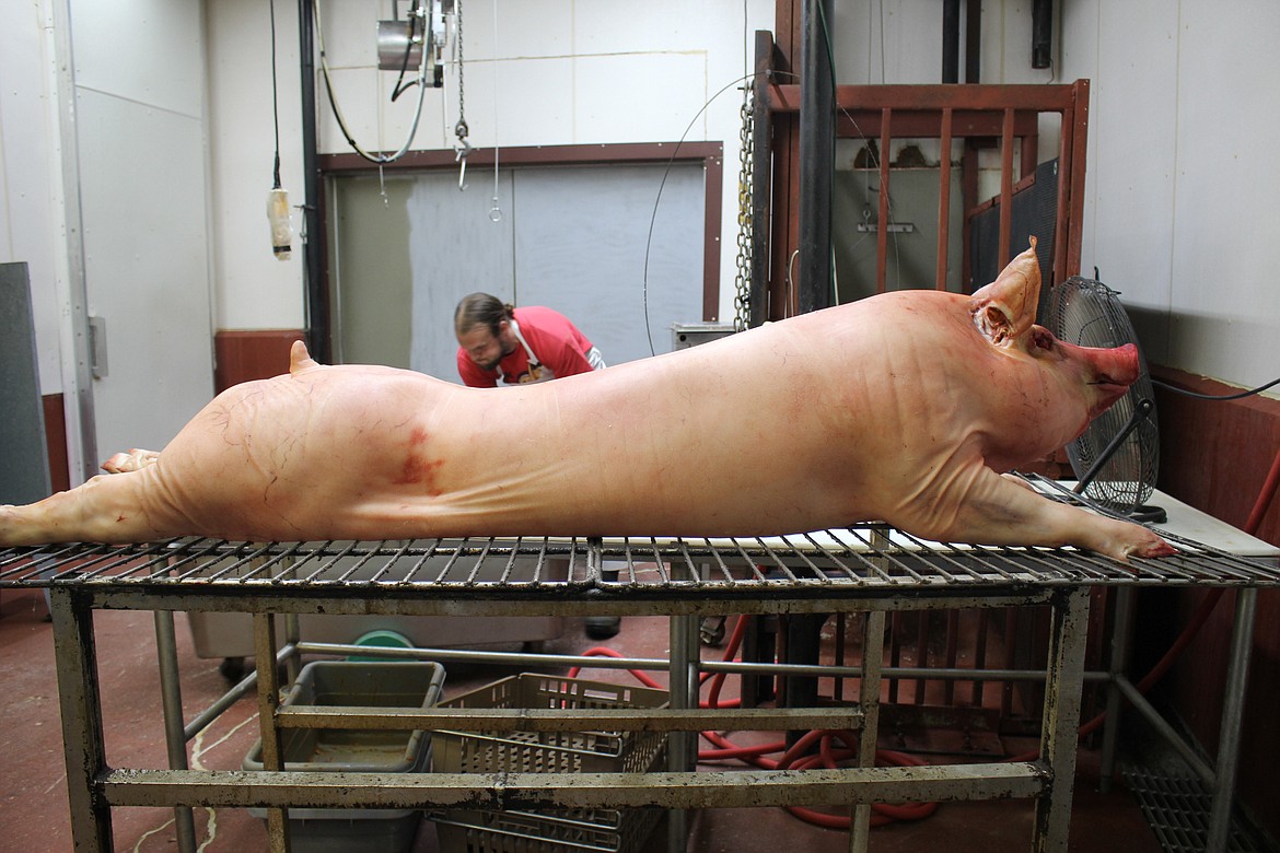 A pig is ready to be roasted for a wedding reception at Superior Meats as employee Russell Anderson throws hams in a tumbler for smoking.