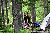 Many Glacier camp reopens to tents