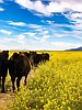 Daines says Senate Farm Bill helps timber industry