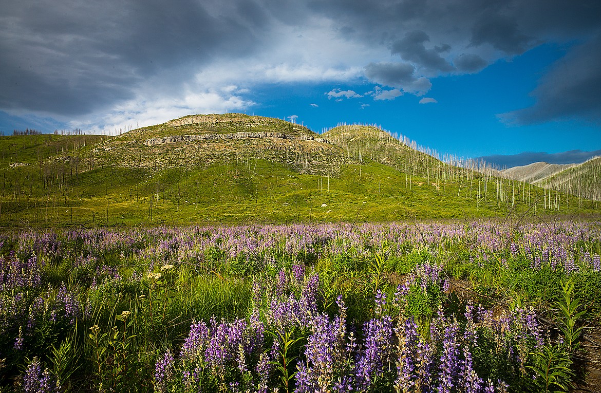 Lupine blooms en masse in the Bob Marshall Wilderness.