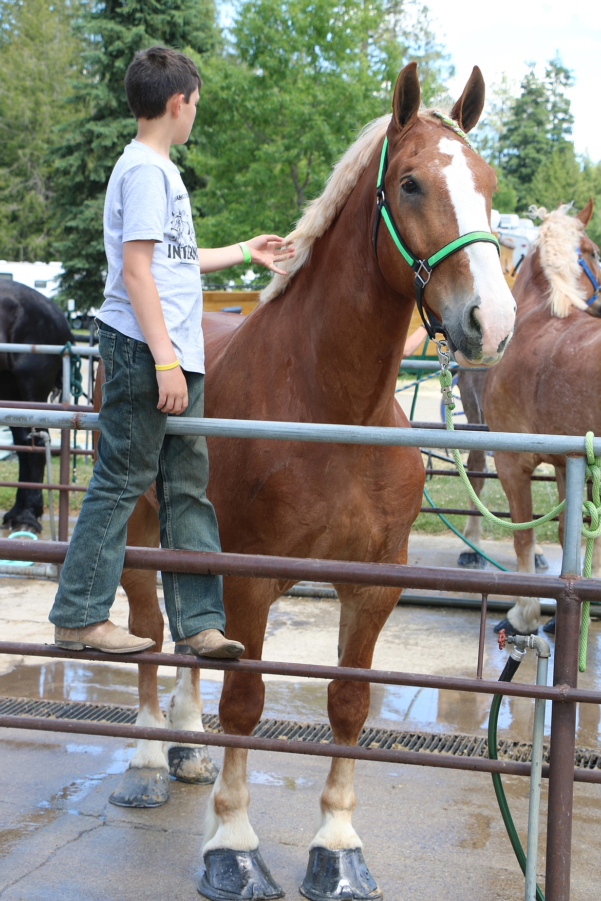 A youngster helps with the washing up of one of the teams of draft horses following Saturday&#146;s morning show of the Idaho State Draft Horse and Mule International Show.

(Photo by 
CAROLINE LOBSINGER)