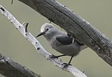 Glacier hosting alpine bird Bio Blitz later this month