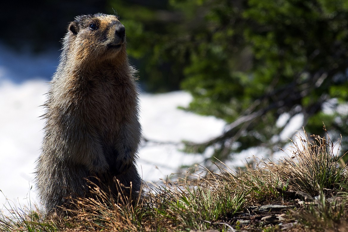 A marmot checks out his surroundings near Logan Pass Saturday. (Jeremy Weber photo)