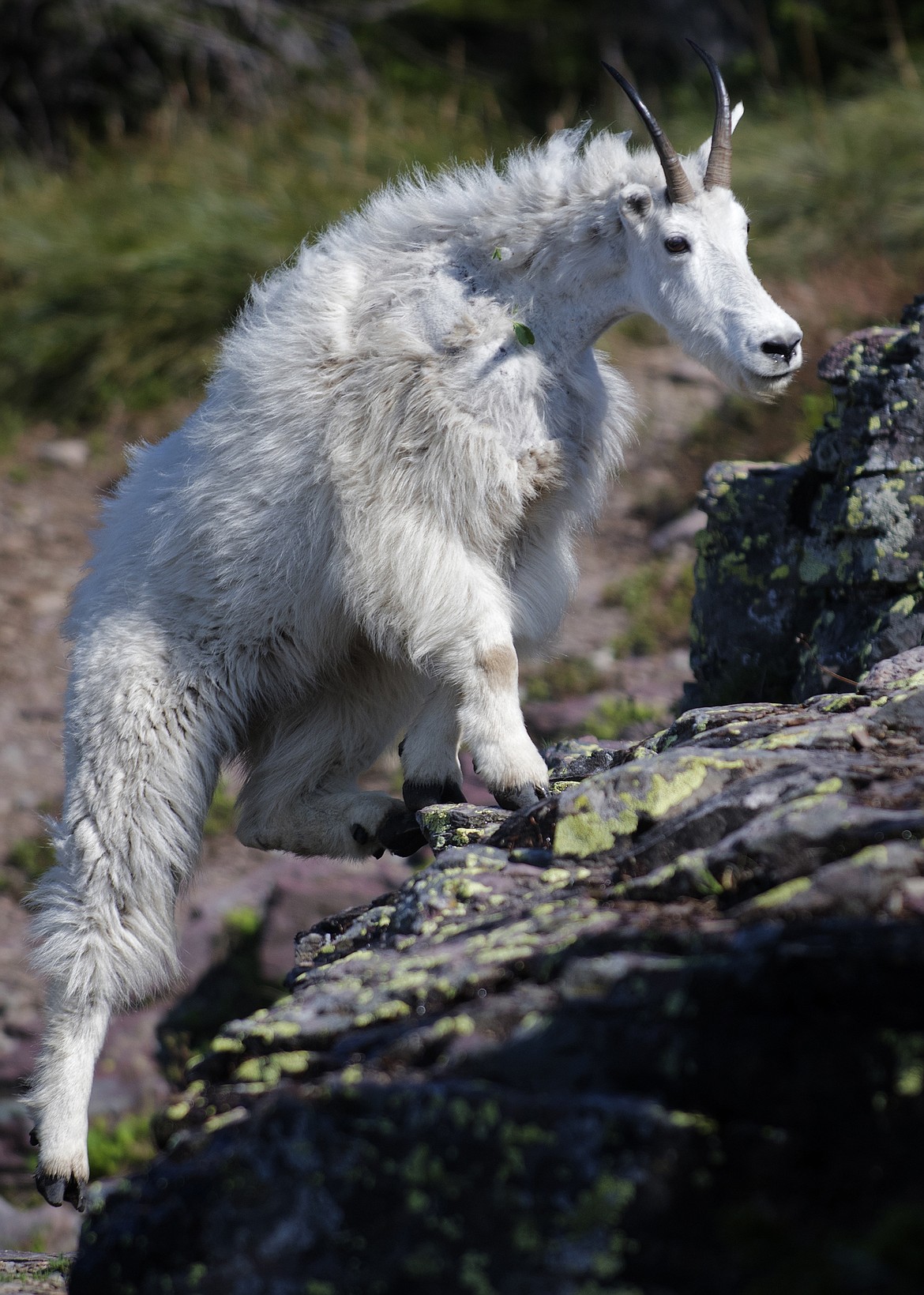 The large crowds on the Hidden Lake Trail Saturday did not scare away this mountain goat. (Jeremy Weber photo)