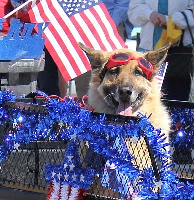 Several patriotic dogs were found at the Fourth of July parade in St. Regis. (Kathleen Woodford photos/See more photos inside)