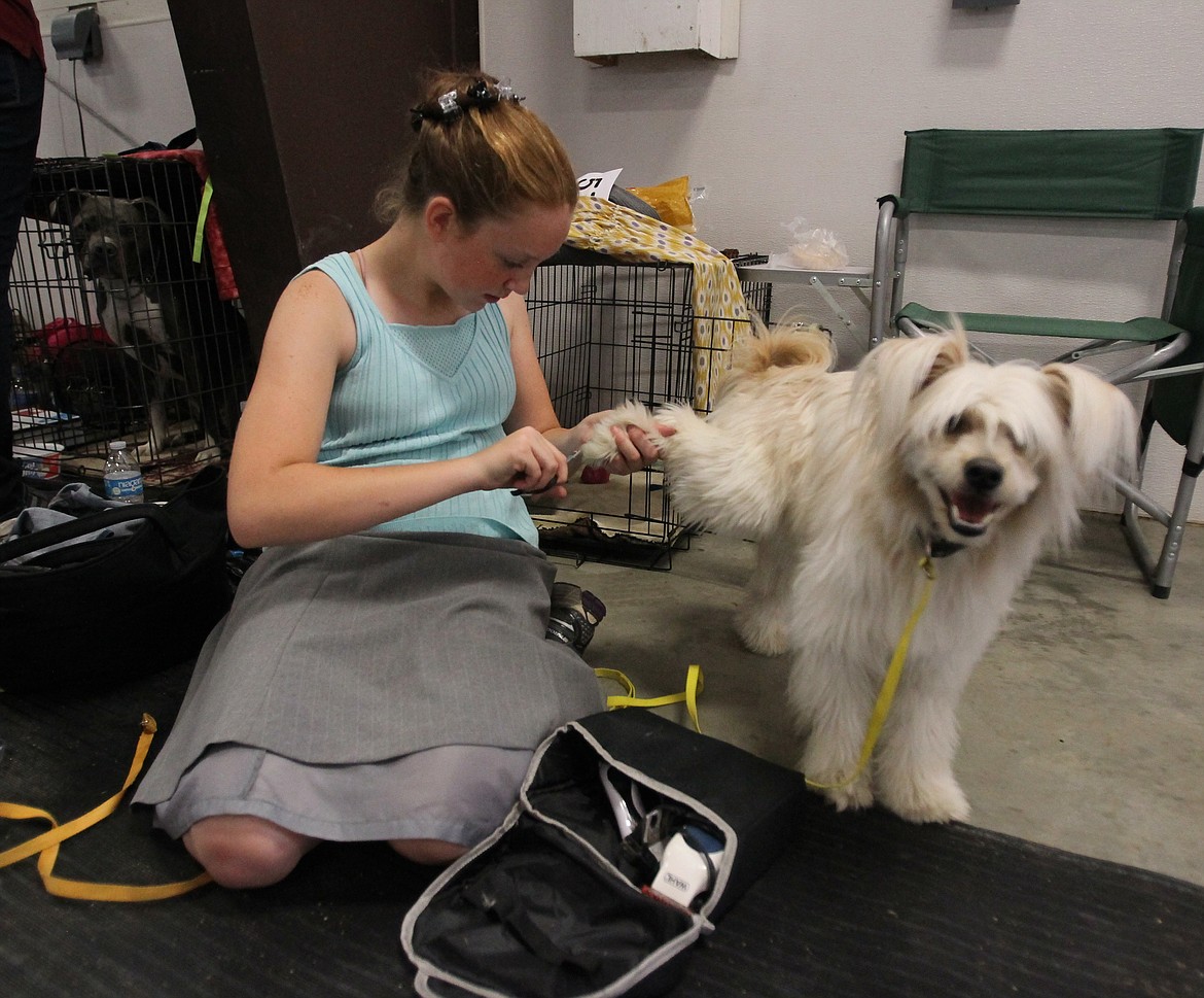 Making sure her Chinese crested powderpuff terrier Shadow feels glamorous from head to toe, Cheyenne Cameron, 12, of Plummer, uses break time to spiff up his nails Saturday during the 4-H Dog Show at the Kootenai County Fairgrounds. (DEVIN WEEKS/Press)