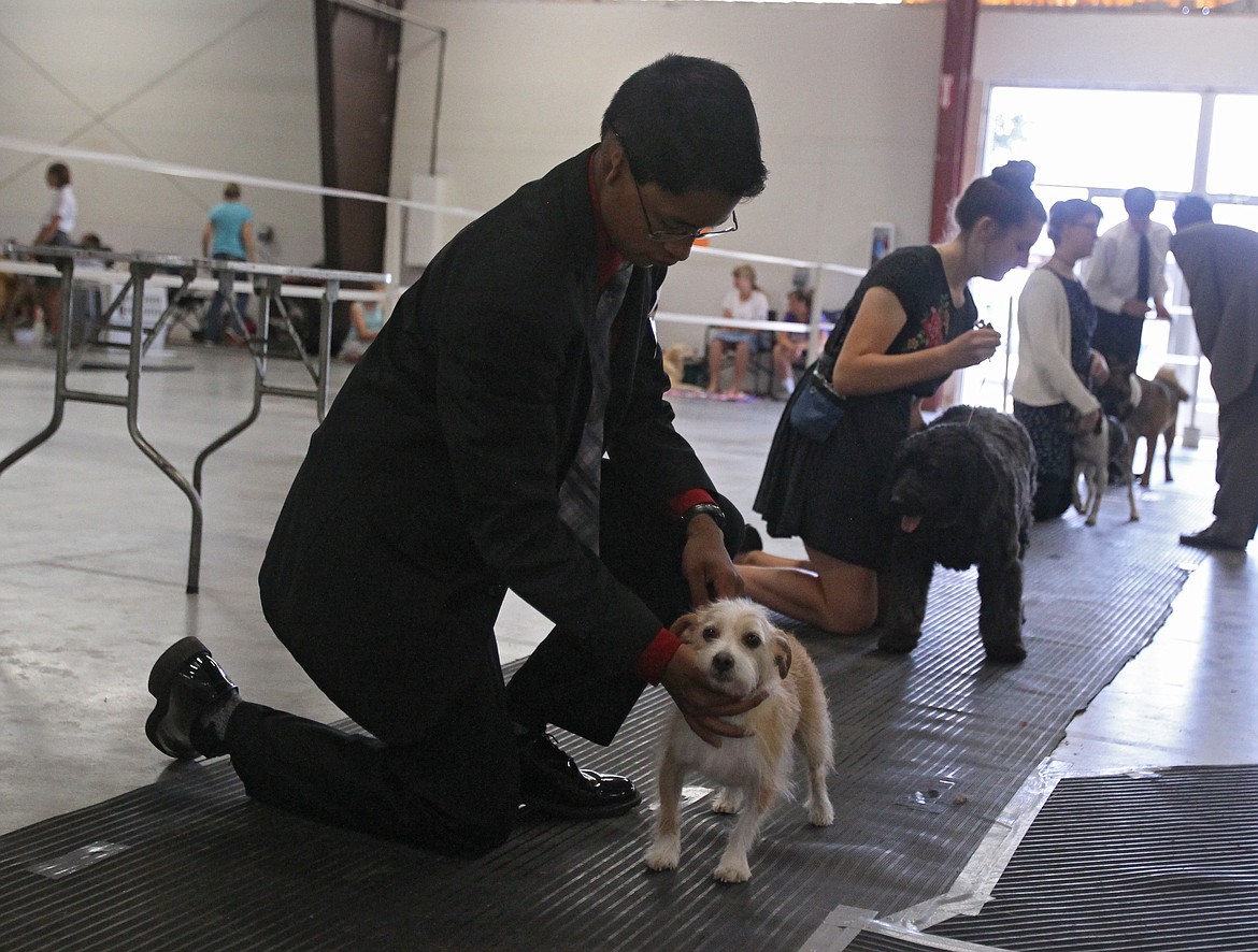 Frito, a 3-year-old Portuguese podengo pequeno, receives a gentle smoothing over from his boy Edison Abel, 15, of Athol, as a judge chats with youths and their canine counterparts Saturday during the 4-H Dog Show at the Kootenai County Fairgrounds. Peppy, athletic and fast, the podengo pequeno is an ancient breed of hound that is known for its rabbit-hunting skills. (DEVIN WEEKS/Press)