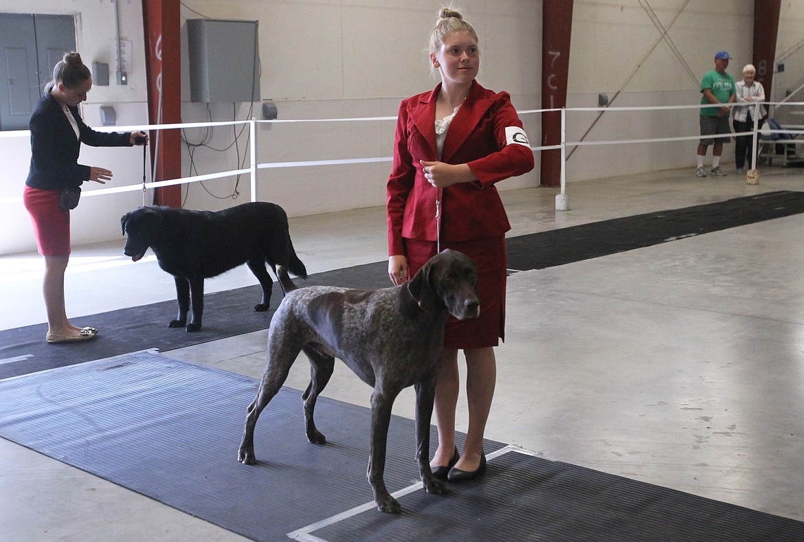 Panhandle Pioneers 4-H Club member Gabby Ranney, 16, of Hauser, and her German shorthaired pointer George, 6, stand tall in the conformation ring of the 4-H Dog Show at the Kootenai County Fairgrounds on Saturday morning. Gabby and George are in their fifth year of participating in the 4-H canine competition. George particularly enjoys the agility portion of the show. (DEVIN WEEKS/Press)