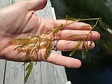 Invasive weed found in Lake Cd'A