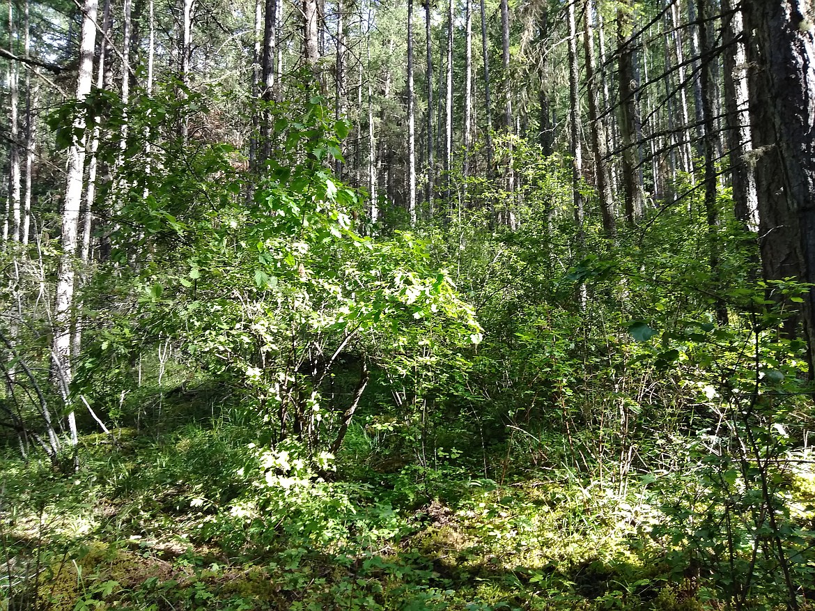 Typical Idaho bushwhacking takes whackers through places like this.