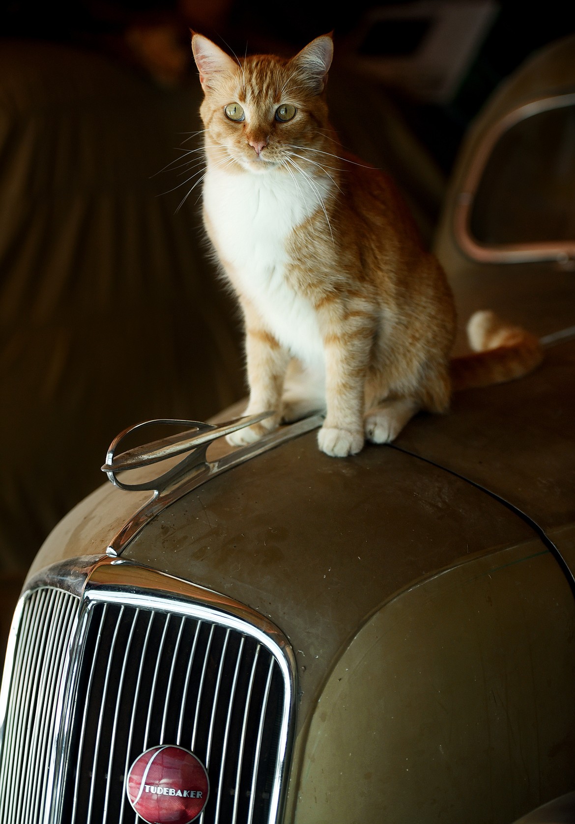 Cubby, Gary Gudmundson&#146;s cat sits on the hood of a classic Studebaker at the shop in Evergreen on Friday, July 20. Gudmundson says he has never had a cat like Cubby, who is named after the Cubs, his favorite baseball team. &#147;Cubby will follow along as I show the cars,&#148; said Gudmundson. &#147;But only after he has decided you are a real car person.&#148;(Brenda Ahearn/Daily Inter Lake)